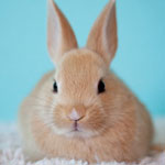 جانور خرگوش