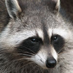 جانور راکون