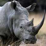 جانور کرگدن