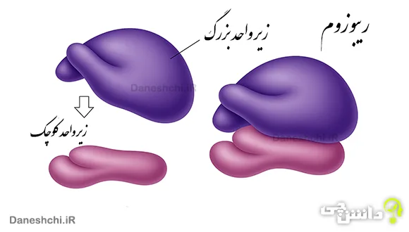 تحقیق در مورد ریبوزوم ها و وظیفه آن ها