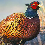 جانور قرقاول