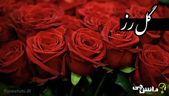 تحقیق در مورد گل رز