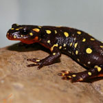 جانور سمندر