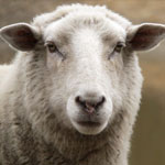 جانور گوسفند