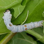 جانور کرم ابریشم