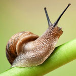 جانور حلزون