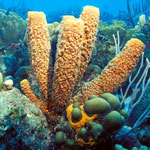 جانور اسفنج