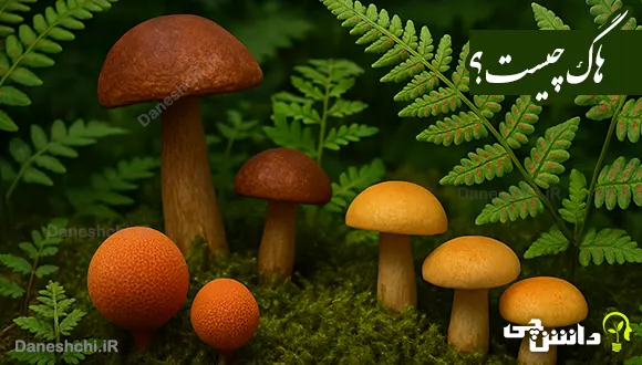 تحقیق در مورد هاگ