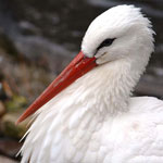 جانور لک لک