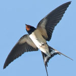 جانور پرستو