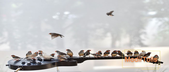 بیوموزیک یا زیست موسیقی چیست؟