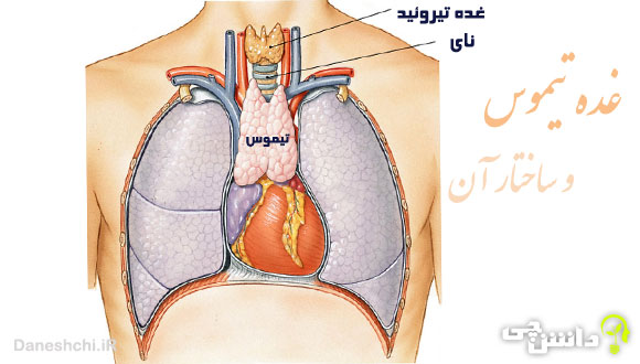 تحقیق درباره غده تیموس و ساختار آن