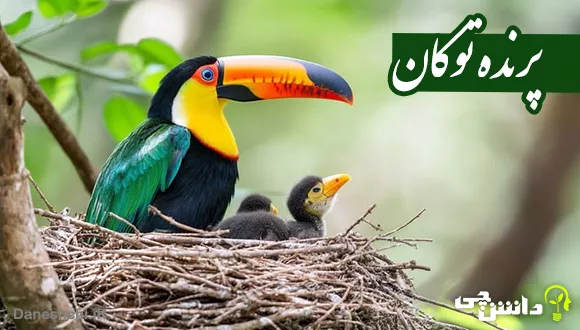 زندگی پرنده توکان