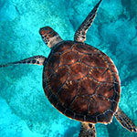 جانور لاک پشت