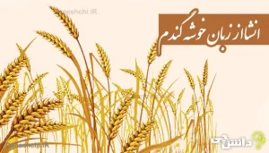 انشا از زبان خوشه گندم