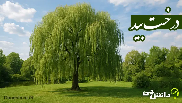 تحقیق در مورد درخت بید