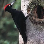 جانور دارکوب