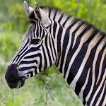 جانور گورخر