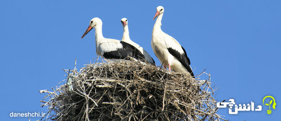 تحقیق در مورد آشیانه (لانه سازی) پرندگان