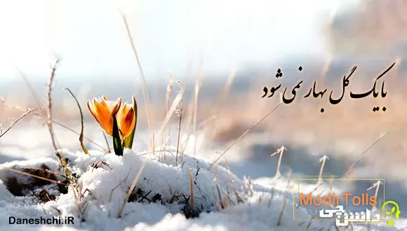 با یک گل بهار نمی شود