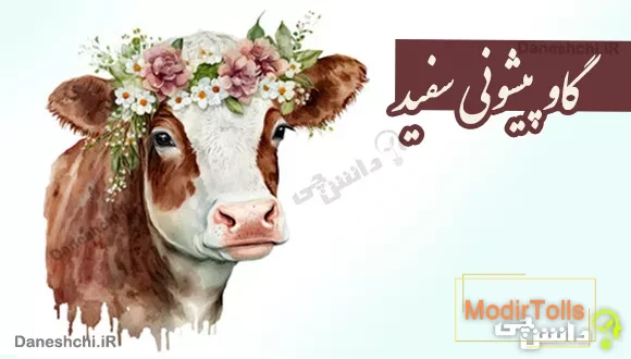 گاو پیشونی سفید