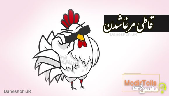 قاطی مرغا شدن