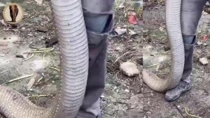 تصاویر حیرت‌انگیز از یک شاه کبرای غول‌پیکر