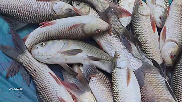 طرز پخت خورشت سنتی هندی با ماهی کپور و سبزیجات