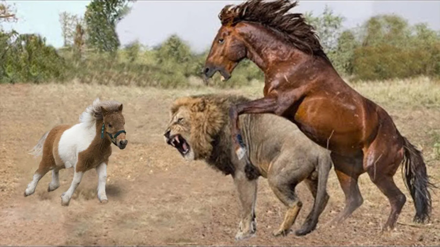 مستند حیات وحش , رازبقا جدید , حمله اسب به شیر
