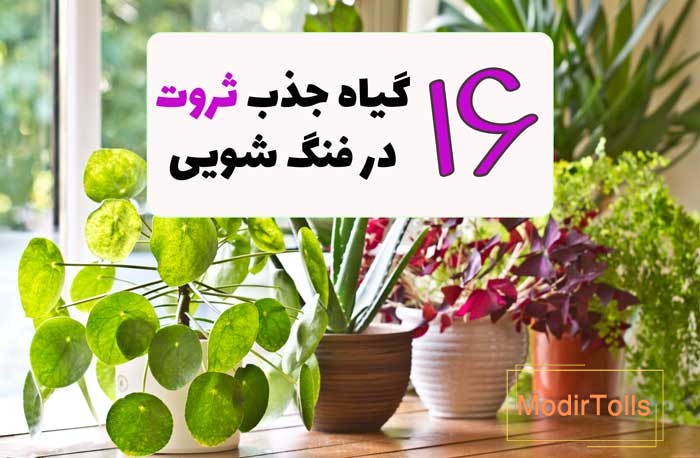 انواع گیاه و گل ثروت در فنگ شویی