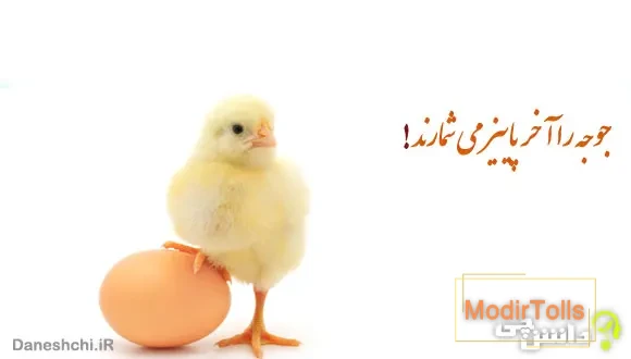 معنی ضرب المثل ” جوجه را آخر پاییز می شمارند ” + داستان