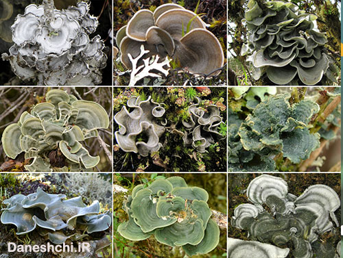 انواع گلسنگ