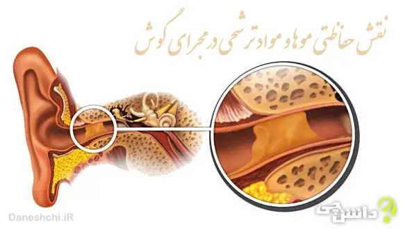 تحقیق درباره نقش حفاظتی موها و مواد ترشحی در مجرای گوش