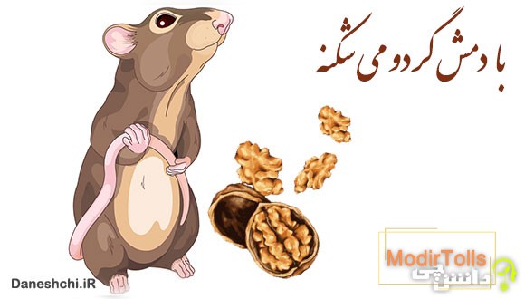 با دمش گردو می شکنه