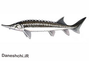 ماهی خاویاری اوزون برون