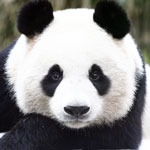 جانور پاندا