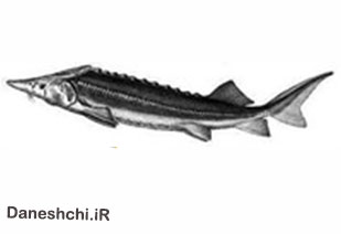 ماهی خاویاری شیپ