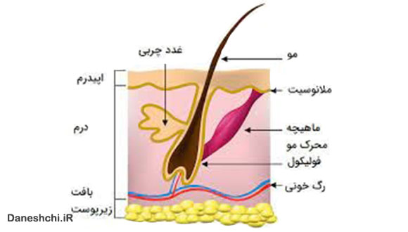 پوست چیست