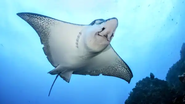 سفره ماهی در فال قهوه