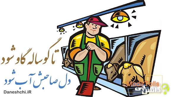 معنی ضرب المثل تا گوساله گاو شود