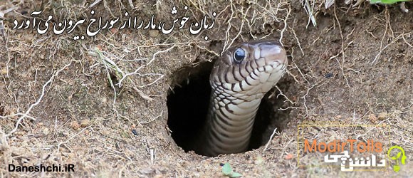 ضرب المثل زبان خوش، مار را از سوراخ بیرون می‌ آورد 