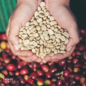 کدا قهوه کافئین بیشتری دارد