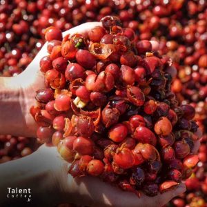 کاسکارا چیست