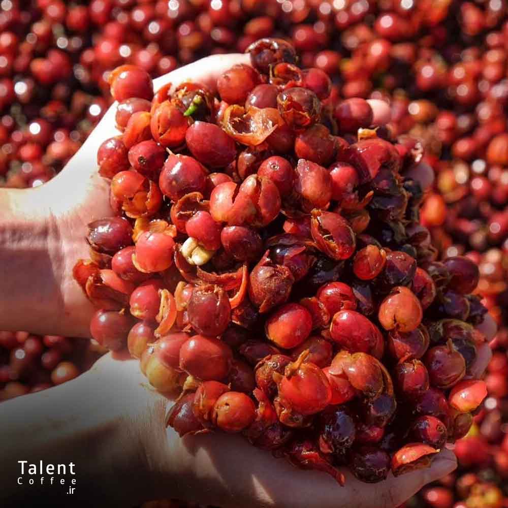 کاسکارا چیست