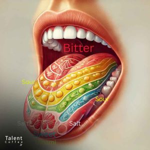 درک چشایی قهوه