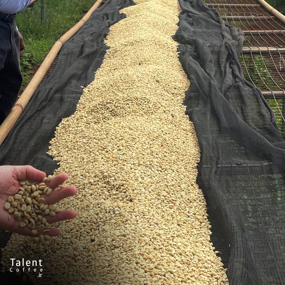 همه چیز درباره قهوه‌های فرمنت شده