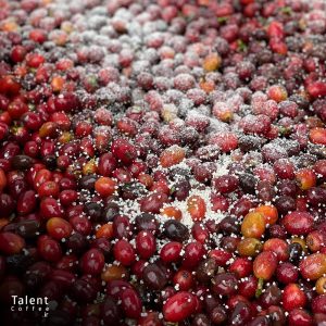 آشنایی با فرآوری کوجی روش نوآورانه در تخمیر قهوه