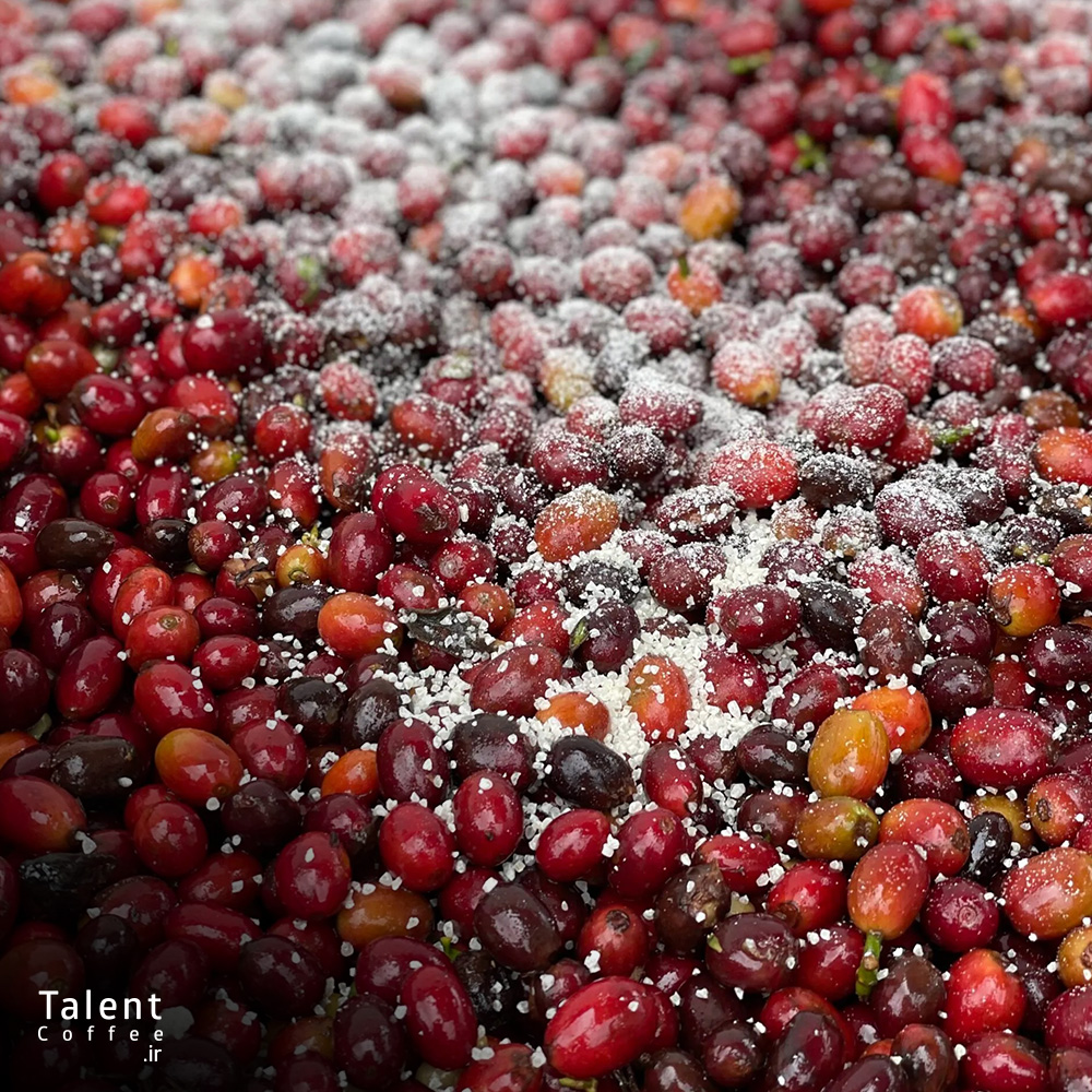 آشنایی با فرآوری کوجی روش نوآورانه در تخمیر قهوه