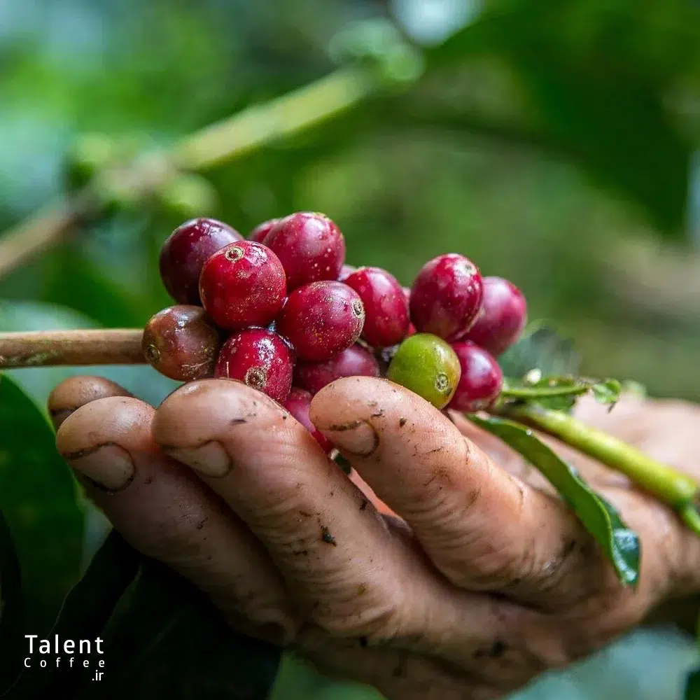 قهوه پاناما چیست