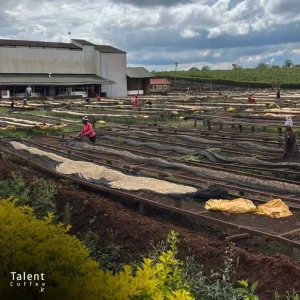 کشورهای تولید کننده قهوه عربیکا و ربوستا